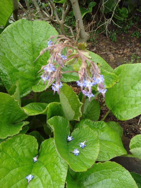 Trachystemon orientale (3)